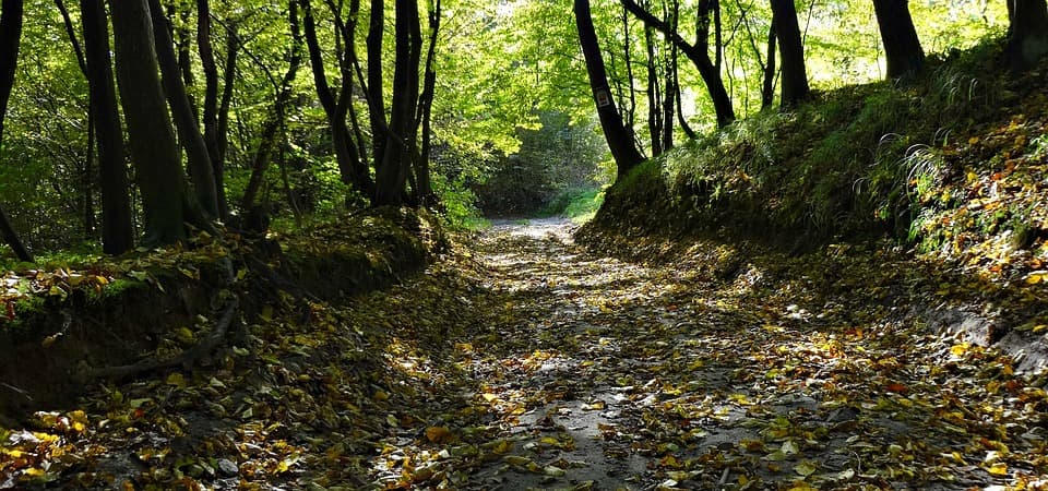 come il bosco può aiutare il tuo benessere come il bosco può aiutare il tuo benessere