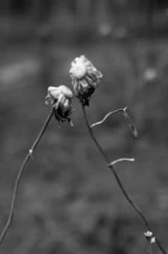 Pino Daniele. Cosa imparare dalla sua scomparsa Pino Daniele. Cosa imparare dalla sua scomparsa