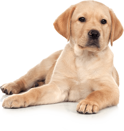 Golden Retriever Pelo Corto Retriever Puppy Golden Pelo Corto