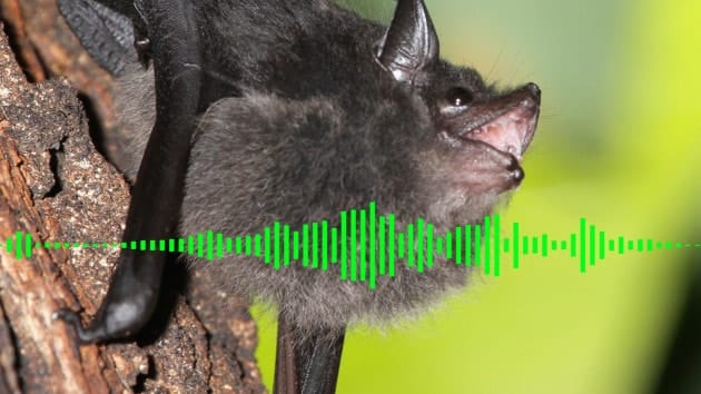 Pipistrello Il grido d’angoscia dei pipistrelli