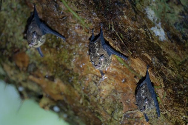 Pipistrello Pipistrello