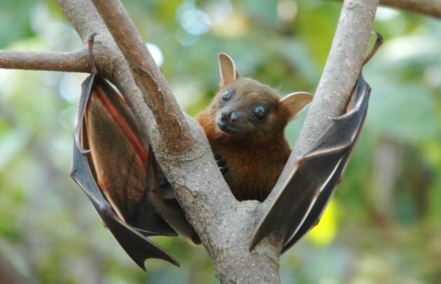 5 cose che (forse) non sai sui pipistrelli 5 cose che (forse) non sai sui pipistrelli