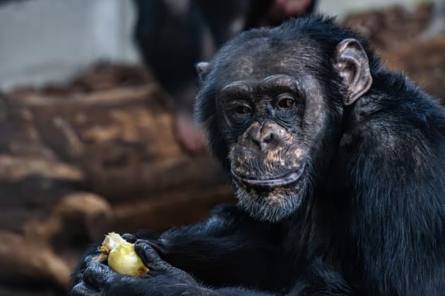 Scimpanzé Scimpanzé