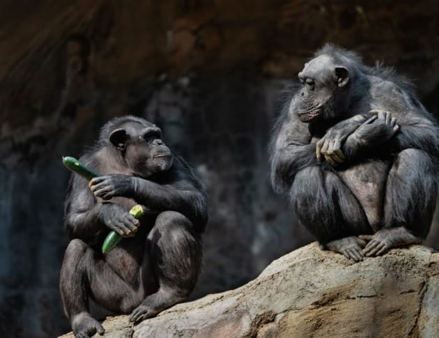 Scimpanzé Scimpanzé