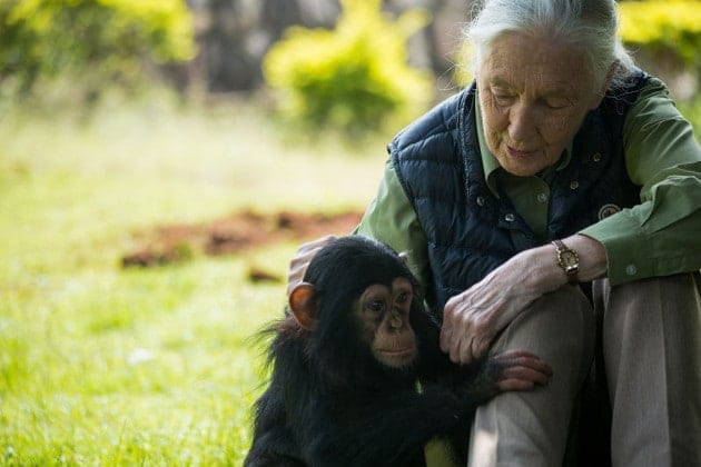 Jane Goodall La vita di Jane Goodall, l'etologa che studiando gli scimpanzé ci ha aiutato a comprendere meglio l'uomo