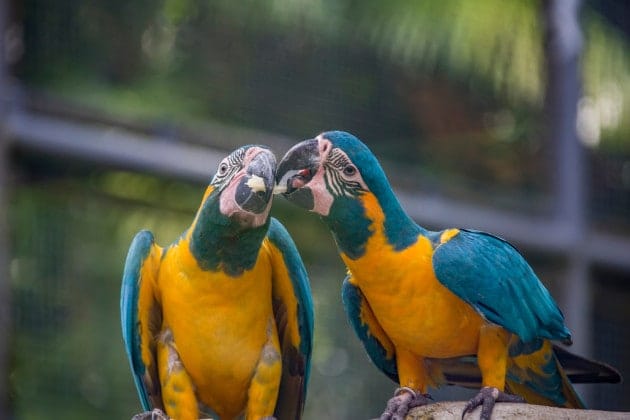 Ara golablù Ara golablù