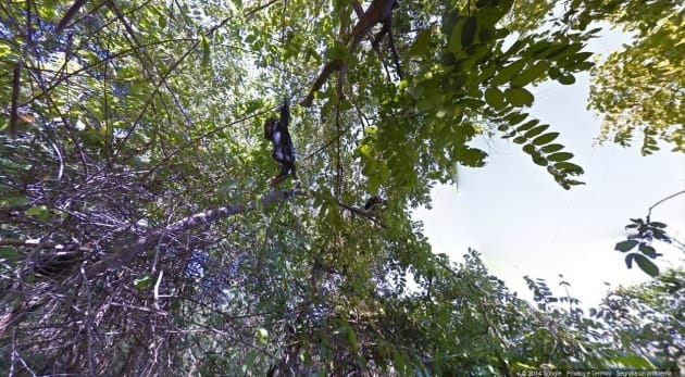 Google Street View in Africa, tra gli scimpanzé Google Street View in Africa, tra gli scimpanzé