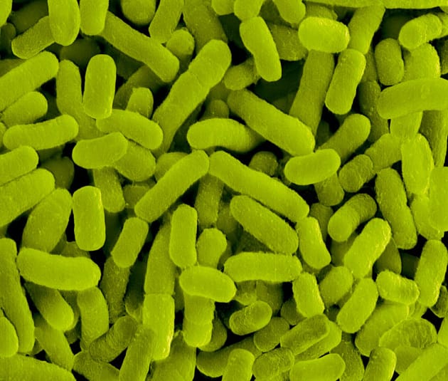 Nessun titolo Il microbiota intestinale frena lo sviluppo del tumore del colon-retto