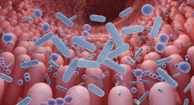 Microbioma sano Giornata mondiale del microbioma: si lavora alla banca dei microrganismi