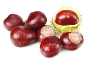 Ippocastano