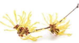 Amamelide Virginiana