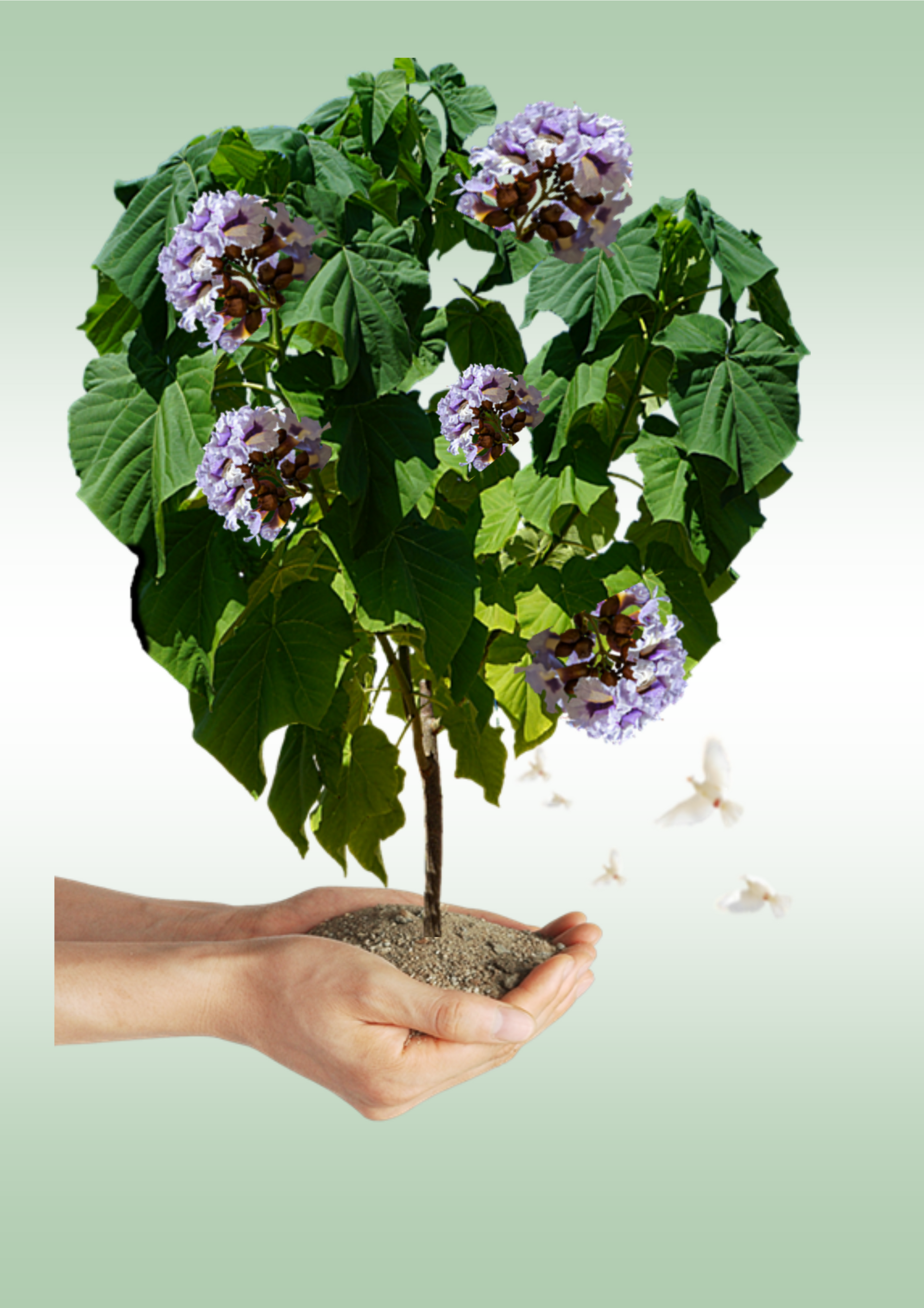 Piantiamossigeno Piantiamossigeno