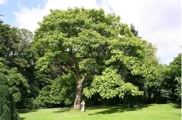Bosco di Paulownia