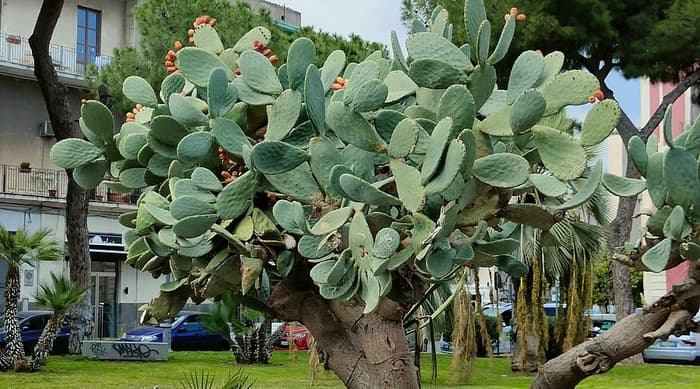 Cortile esterno del Castello Ursino: spazio aperto e storico