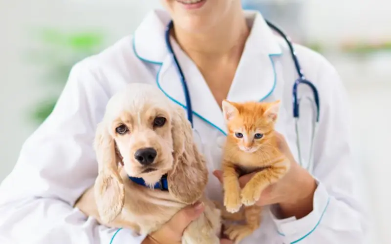 Veterinario a Catania