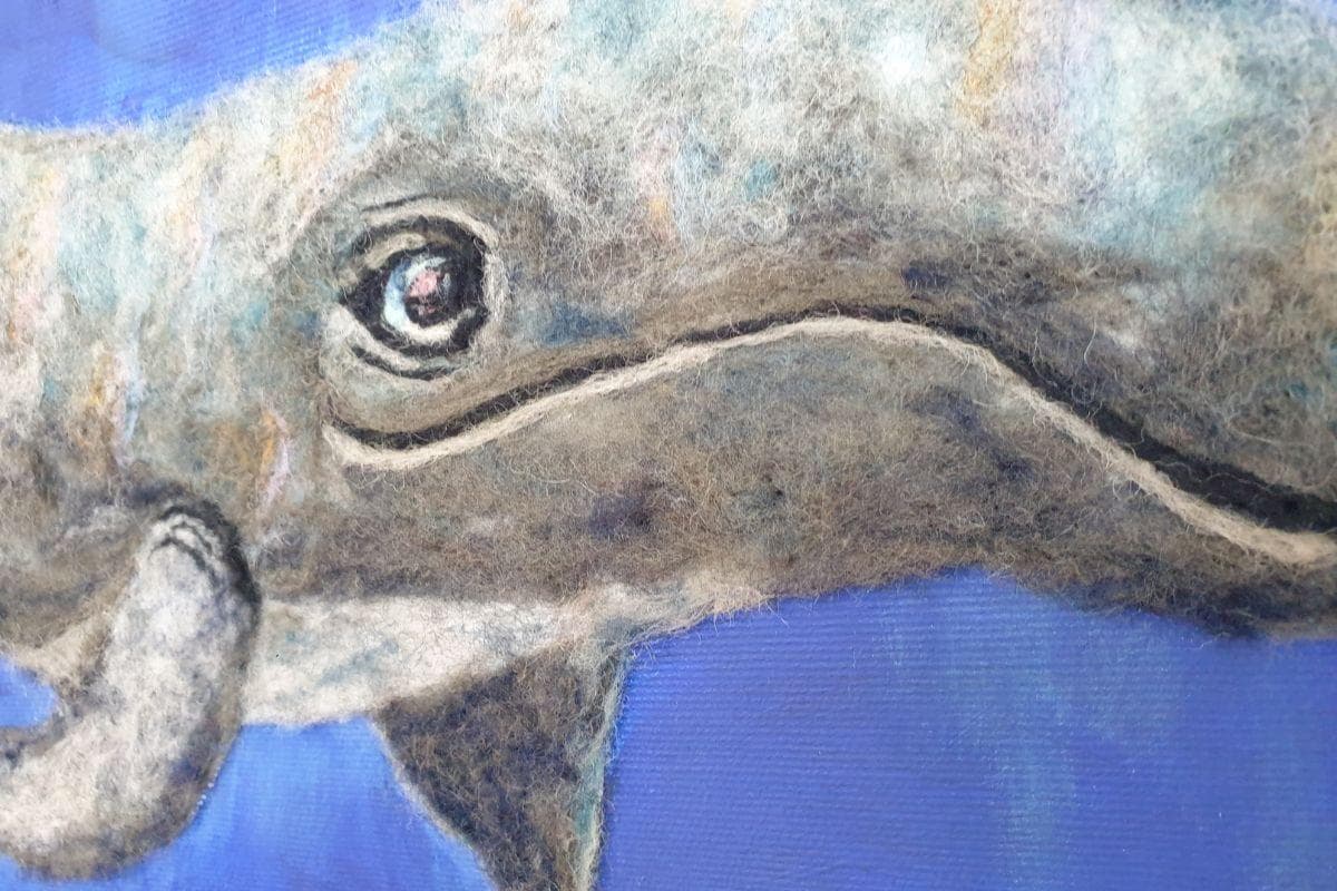 occhio della balena occhio della balena