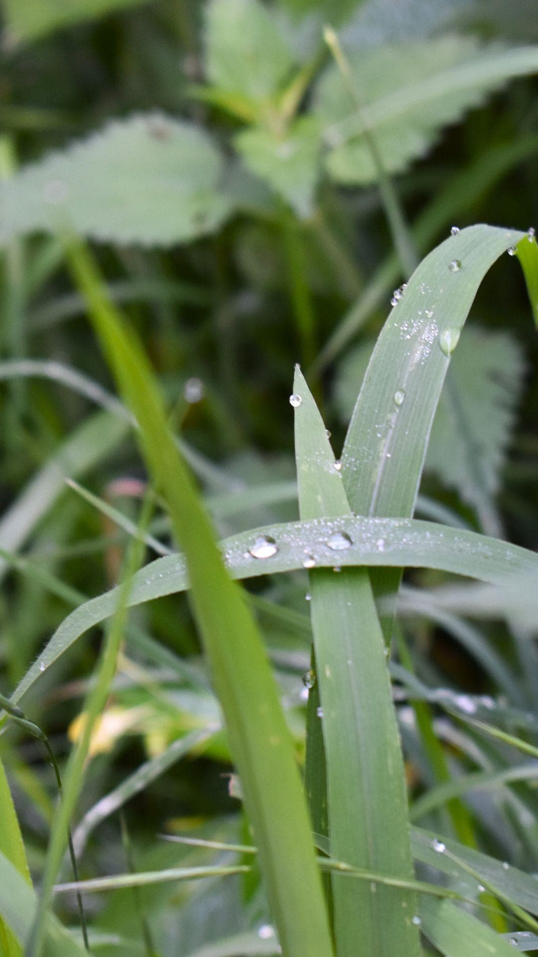 Erba Visione e metodo Erba Visione e metodo