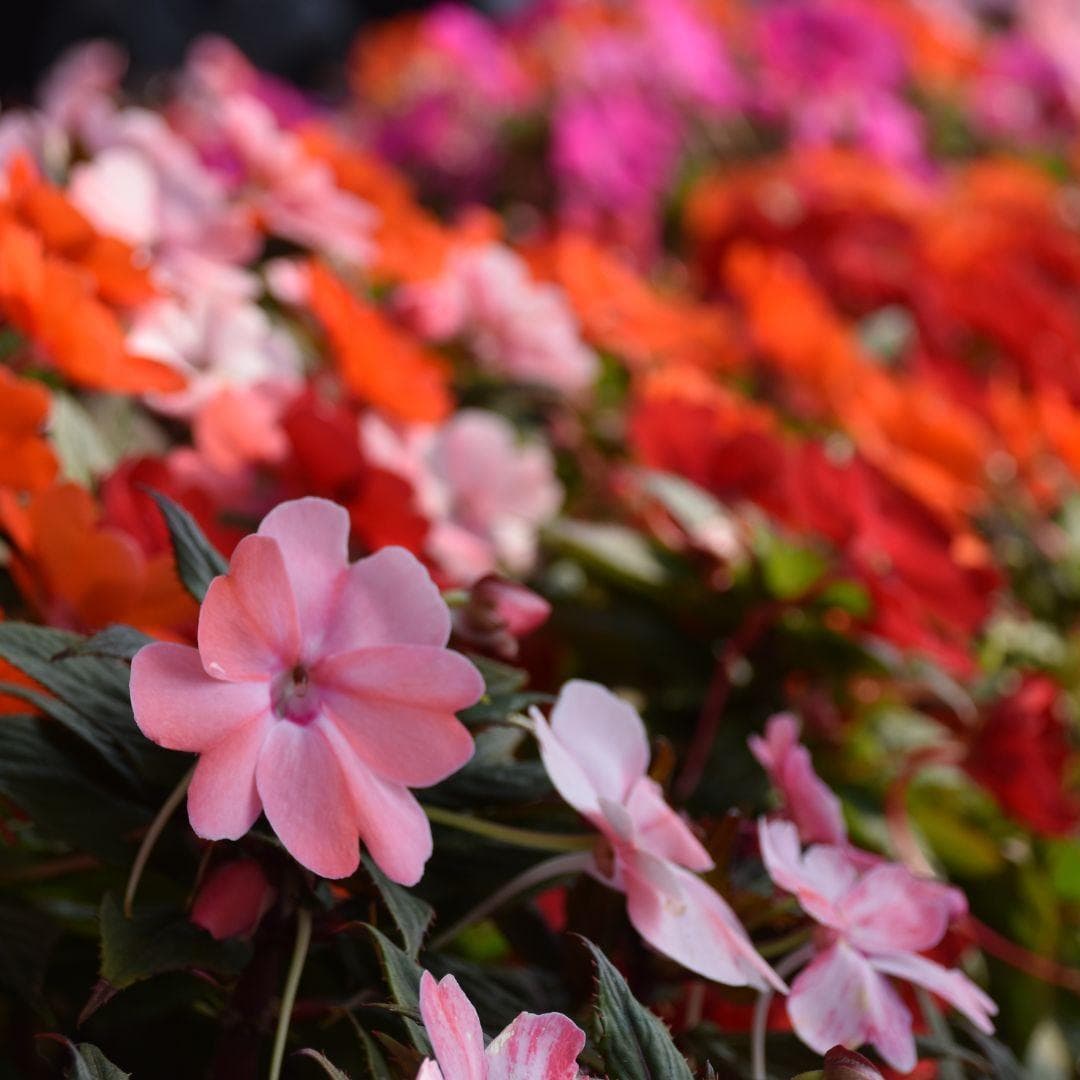 Fiori mobile Fiori mobile