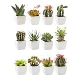 Piantina Grassa Arizona