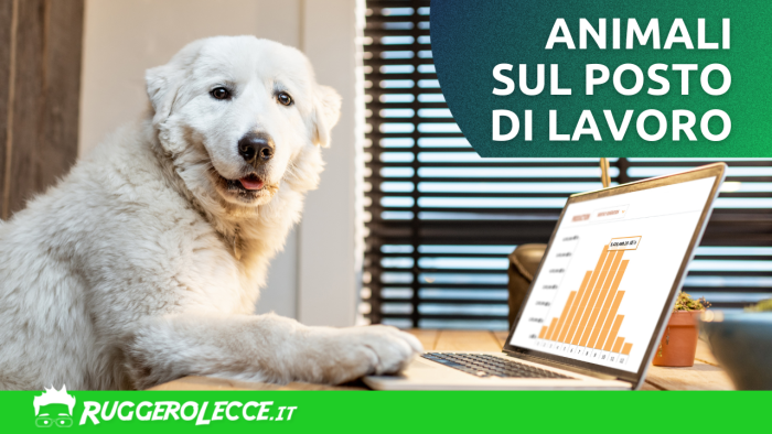 Gli animali sul posto di lavoro: come possono migliorare la tua vita professionale Gli animali sul posto di lavoro: come possono migliorare la tua vita professionale