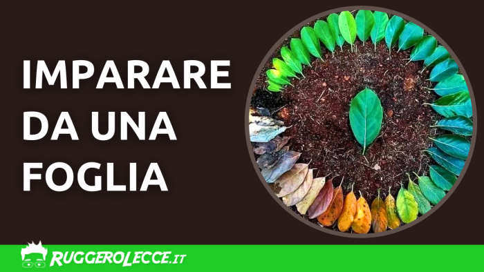 Imparare da una foglia e dalla Natura Imparare da una foglia e dalla Natura