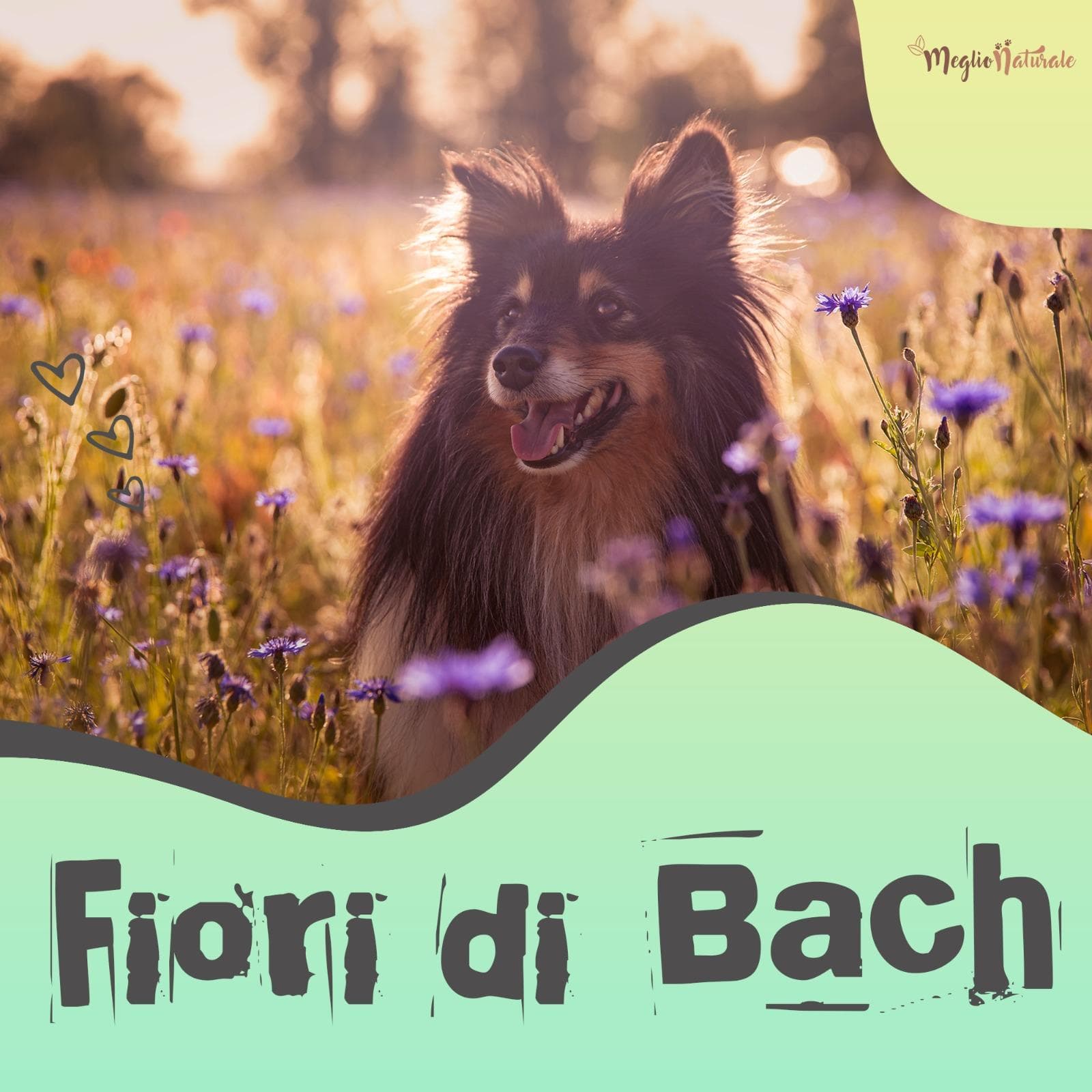 Corso di Fiori di Bach per Animali Corso di Fiori di Bach per Animali