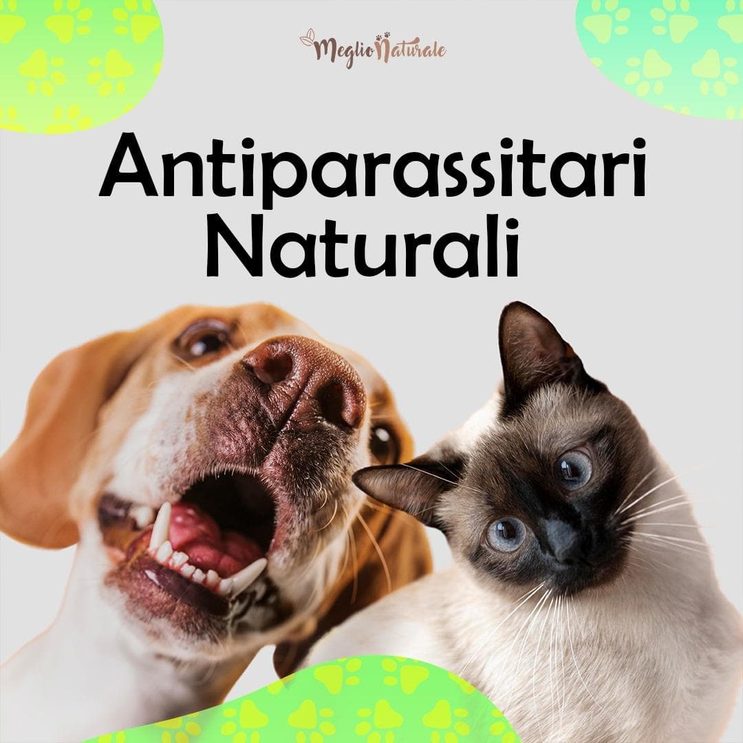 Corso di Autoproduzione Antiparassitari Naturali e Approccio Olistico ai Parassiti Corso di Autoproduzione Antiparassitari Naturali e Approccio Olistico ai Parassiti