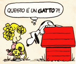 cane e gatto nella relazione