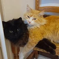 Mika e Hariel, fan sfegaTtati (A-Mici di Immacolata Manco)) Mika e Hariel, fan sfegaTtati (A-Mici di Immacolata Manco))