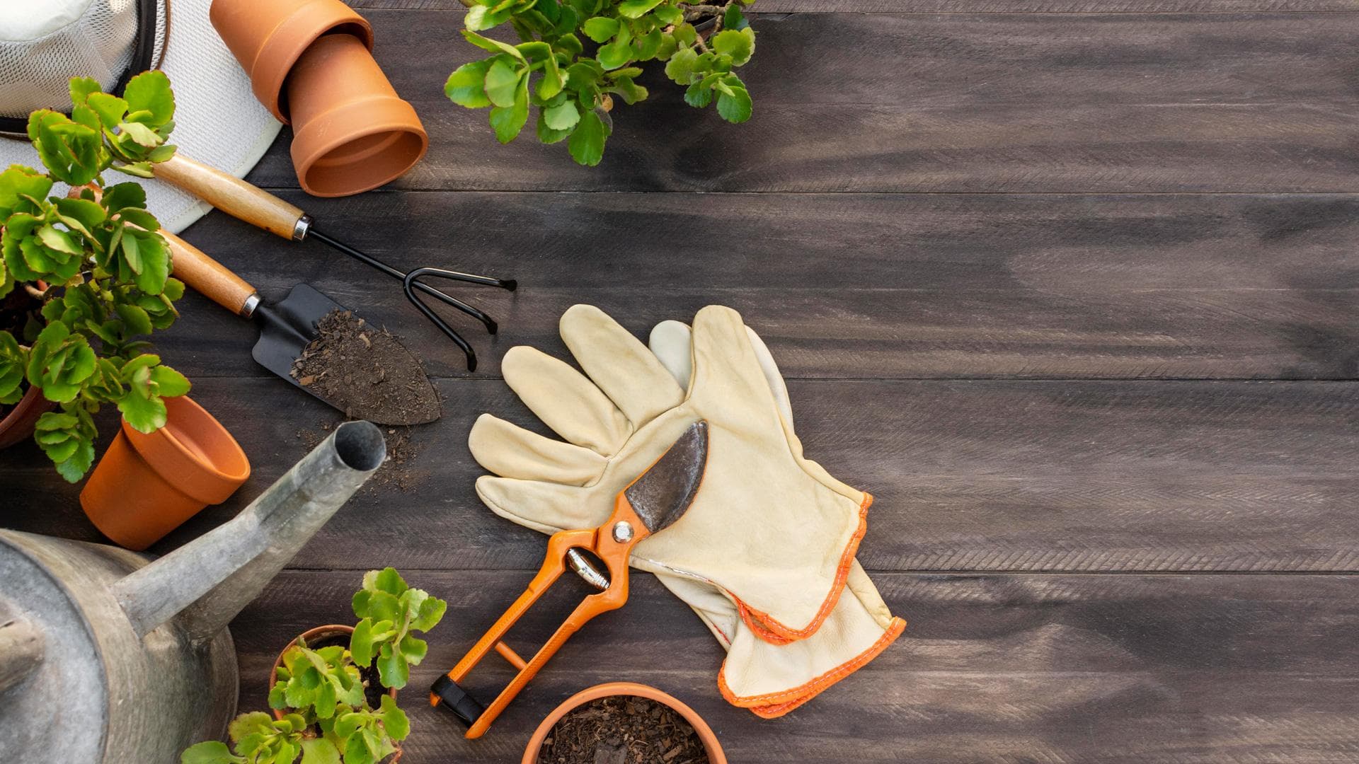 plants-gardening-tools-close-up.jpg
