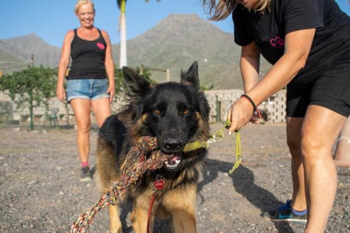 2-gallery-home-footer-wow-dogtrainer-fenya.jpg