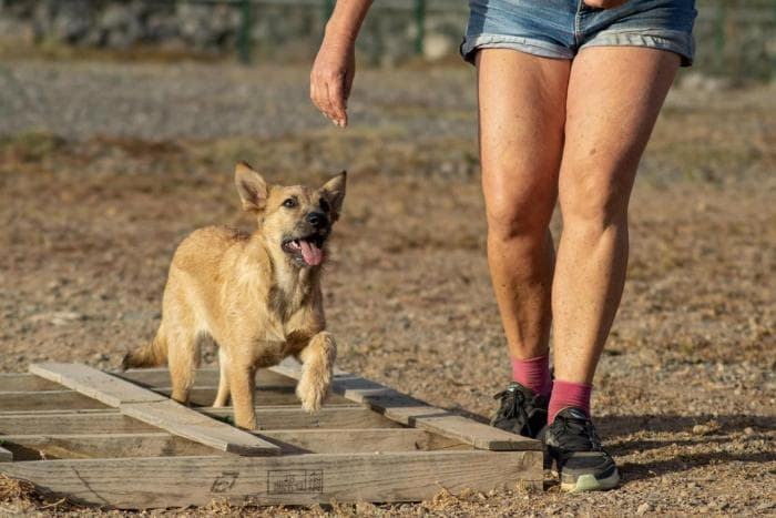 3-gallery-home-footer-wow-dogtrainer-fenya.jpeg