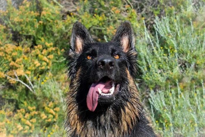 4-gallery-home-footer-wow-dogtrainer-fenya.jpg