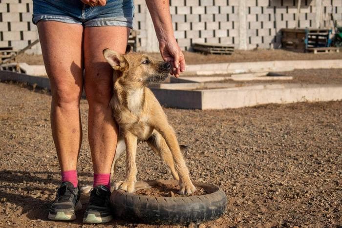 5-gallery-home-footer-wow-dogtrainer-fenya.jpg
