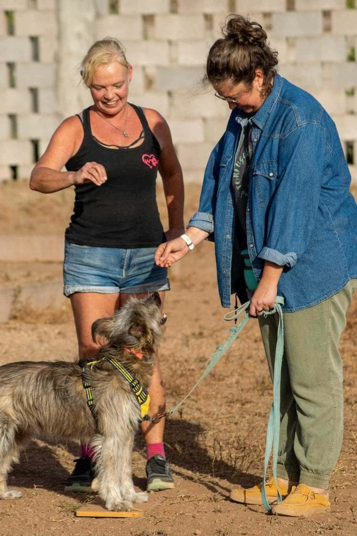 6-gallery-home-footer-wow-dogtrainer-fenya.jpg