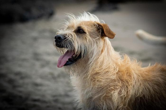 9-gallery-home-footer-wow-dogtrainer-fenya.jpg