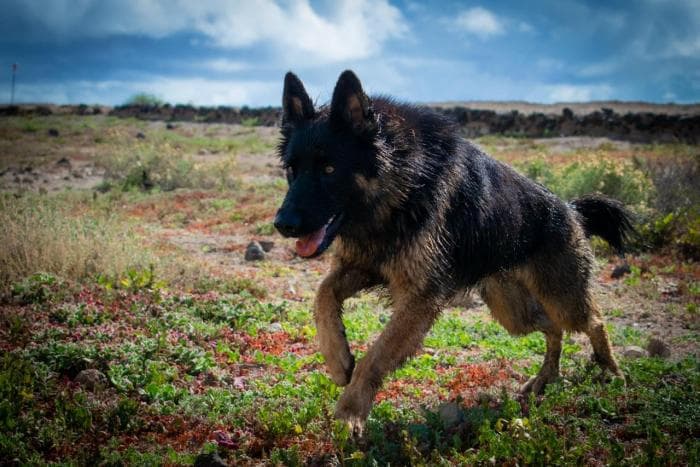 1-slider-home-wow-dogtrainer-fenya.jpeg