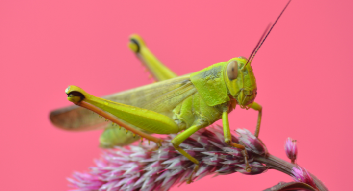 Avere Fiducia in Se Stessi: La Cavalletta e il Salto nel Buio Avere Fiducia in Se Stessi: La Cavalletta e il Salto nel Buio