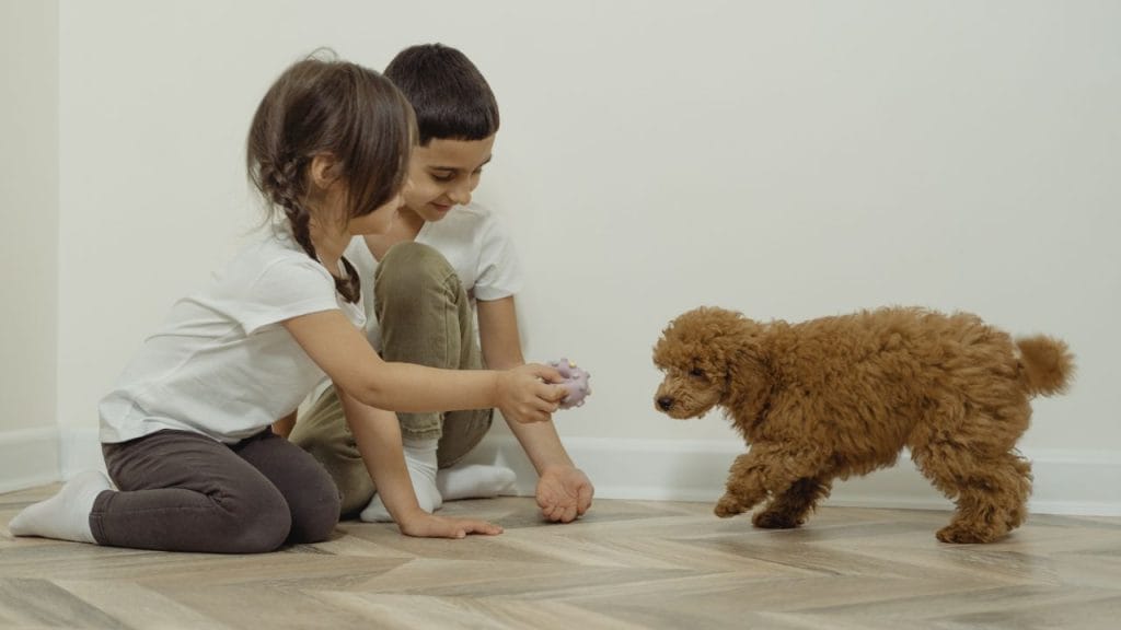 Bambini che danno da mangiare a un cagnolino barboncino, che pronome usare per gli animali in inglese