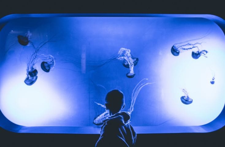 bambino che guarda una vasca piena di meduse all'acquario, come si dice azzurro in inglese
