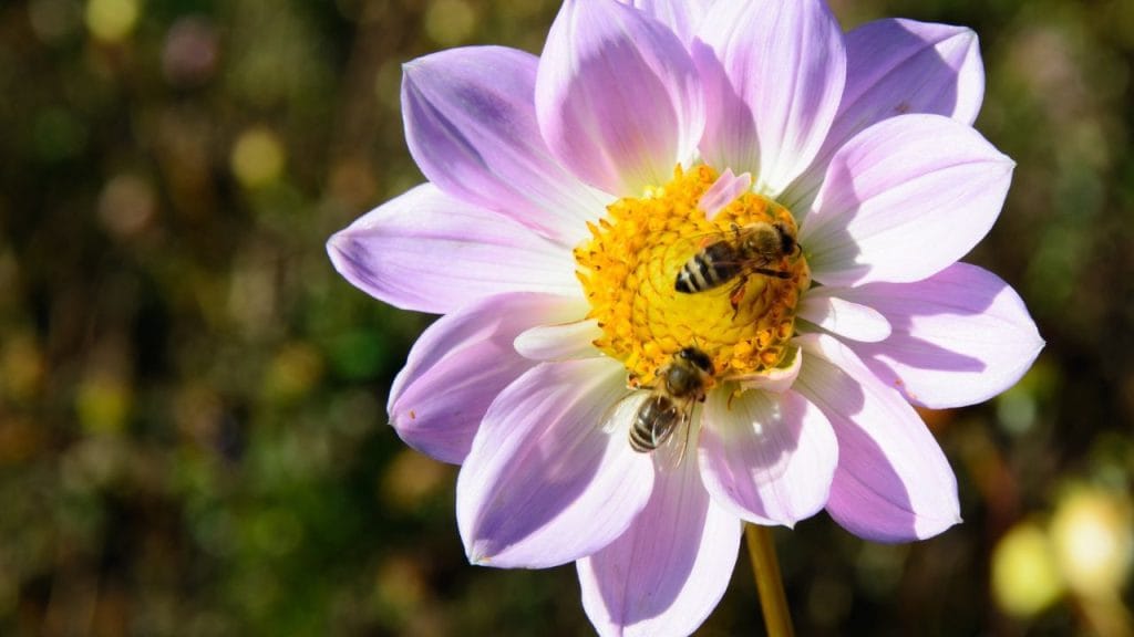 api che raccolgono il polline su un fiore lilla, come si dice ape in inglese