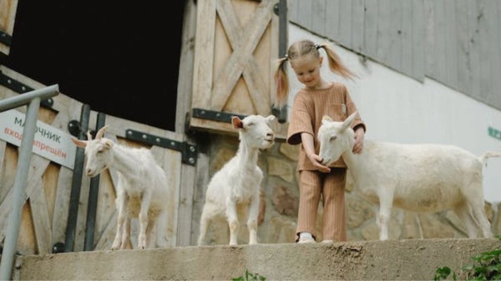 Bambina fuori da una stalla in mezzo alle caprette, versi degli animali in inglese,