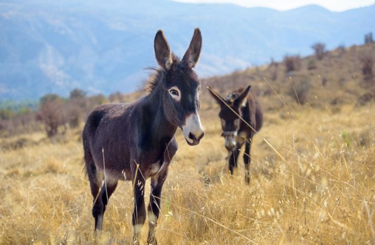 asini in mezzo a un campo di erba secca,versi degli animali in inglese