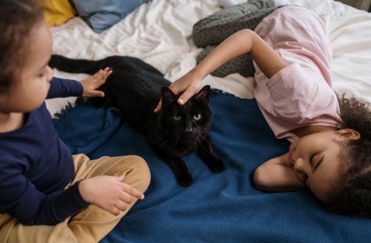 gatto nero sul letto e mani di bambini che lo accarezzano, come si dice gatto in inglese