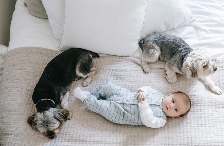 neonato sdraiato a letto circondato da due piccoli cani, come si dice cane in inglese