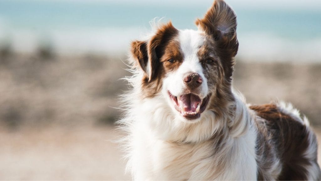 Immagine di cane con un'orecchio su e l'altro giù, australian sheperd, come si dice cane in inglese