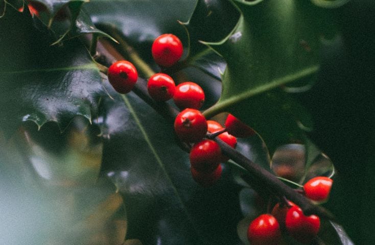 bacche di pungitopo, vischio, come si dice Capodanno in inglese e frasi augurali