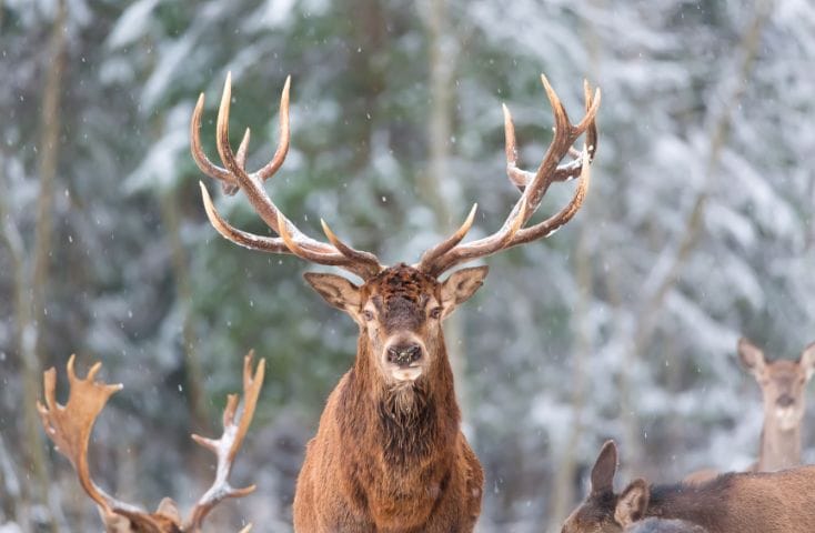 Re nna , come si chiamano le renne di Babbo Natale