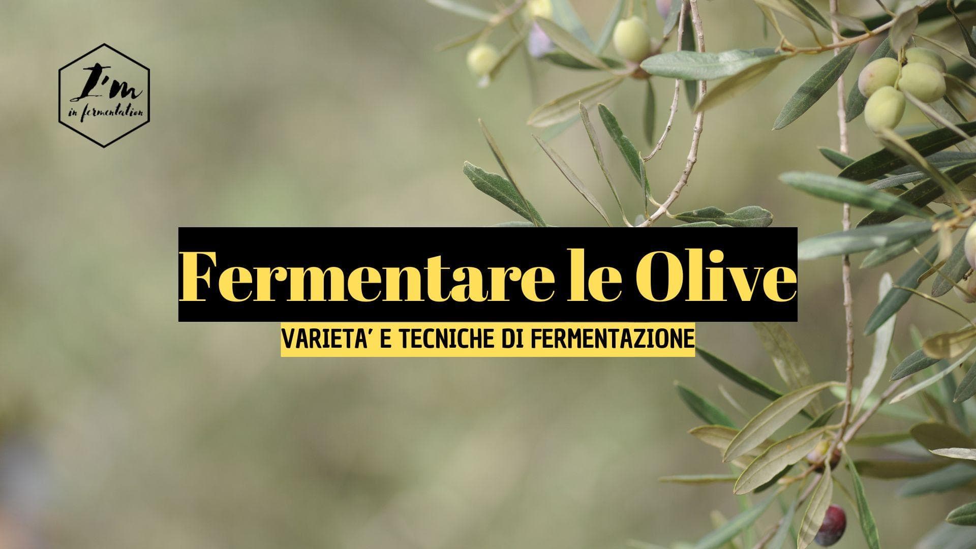 Come Fermentare le Olive: Scopri le Varietà Italiane e le Tecniche dalla Salamoia alla Calce Come Fermentare le Olive: Scopri le Varietà Italiane e le Tecniche dalla Salamoia alla Calce