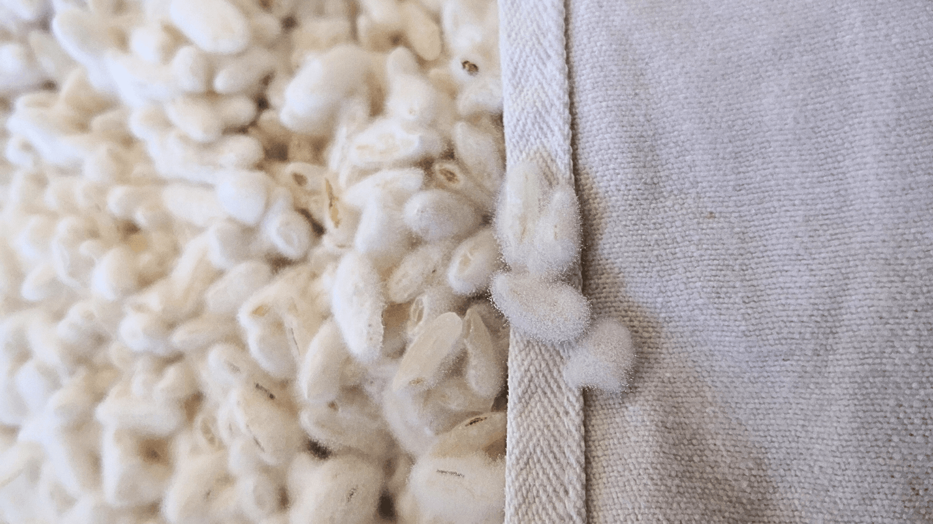 Koji: guida passo passo alla produzione e all'utilizzo in cucina Koji: guida passo passo alla produzione e all'utilizzo in cucina